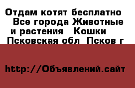 Отдам котят бесплатно  - Все города Животные и растения » Кошки   . Псковская обл.,Псков г.